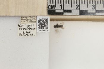 Media type: image;   Entomology 793009 Aspect: Labels